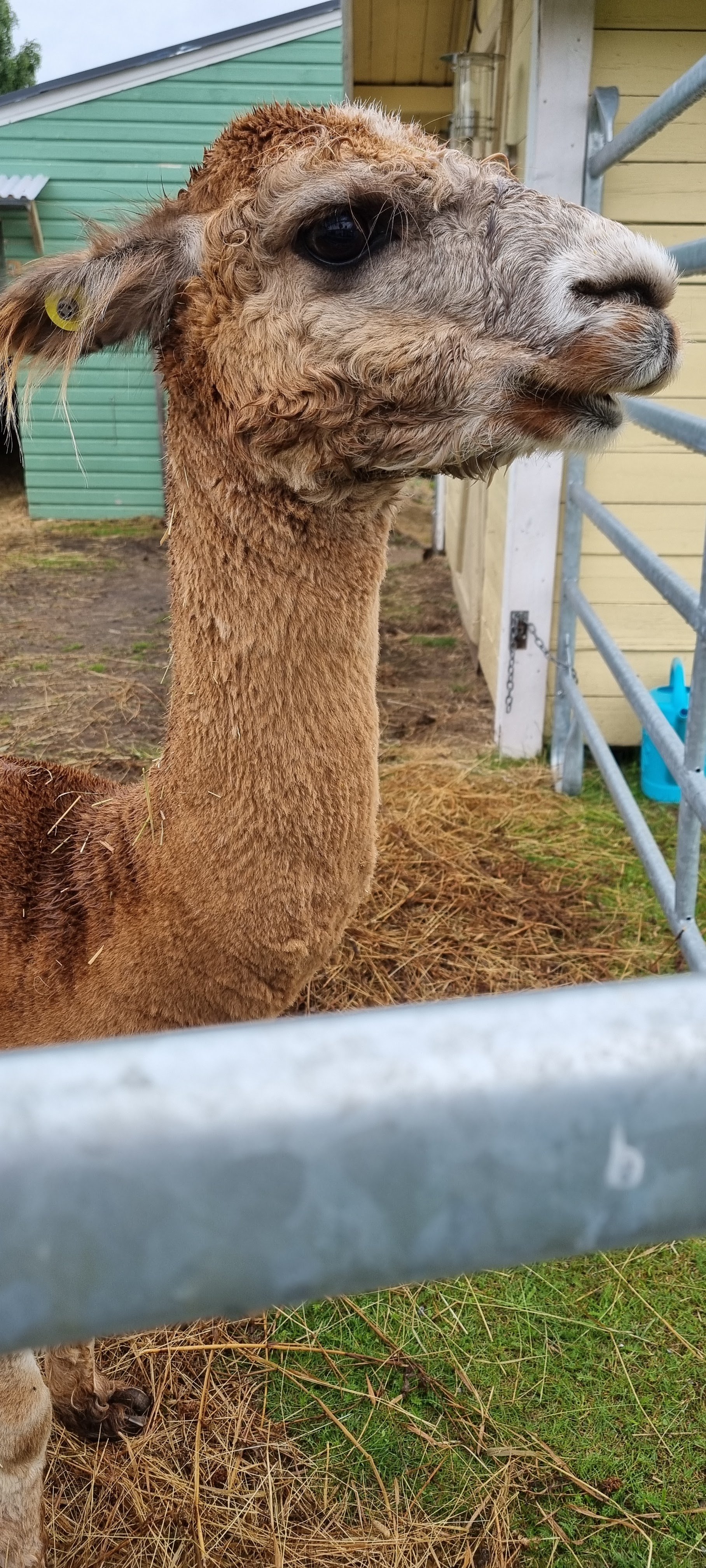 Swedish Lapland Alpaca